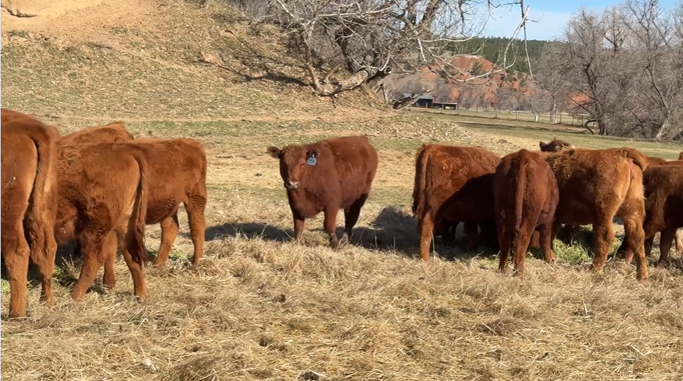 150 heifers, buy for breeding or buy as bred heifers BS429B5